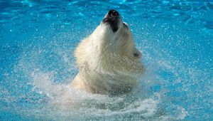 Preview wallpaper polar bear, water, jump, muzzle