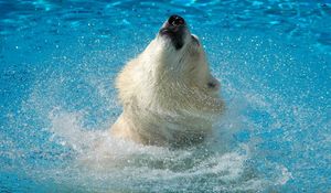 Preview wallpaper polar bear, water, jump, muzzle