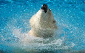 Preview wallpaper polar bear, water, jump, muzzle