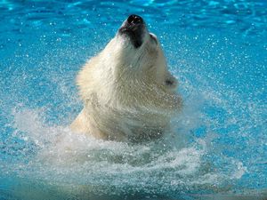 Preview wallpaper polar bear, water, jump, muzzle