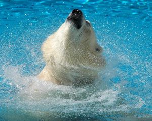 Preview wallpaper polar bear, water, jump, muzzle