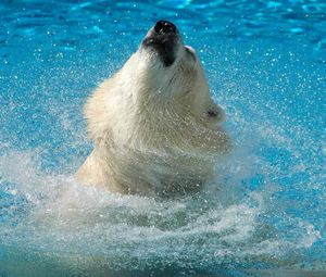 Preview wallpaper polar bear, water, jump, muzzle