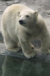 Preview wallpaper polar bear, water, nature reserve
