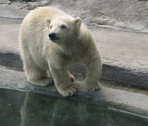 Preview wallpaper polar bear, water, nature reserve