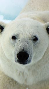 Preview wallpaper polar bear, white bear, predator