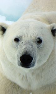Preview wallpaper polar bear, white bear, predator