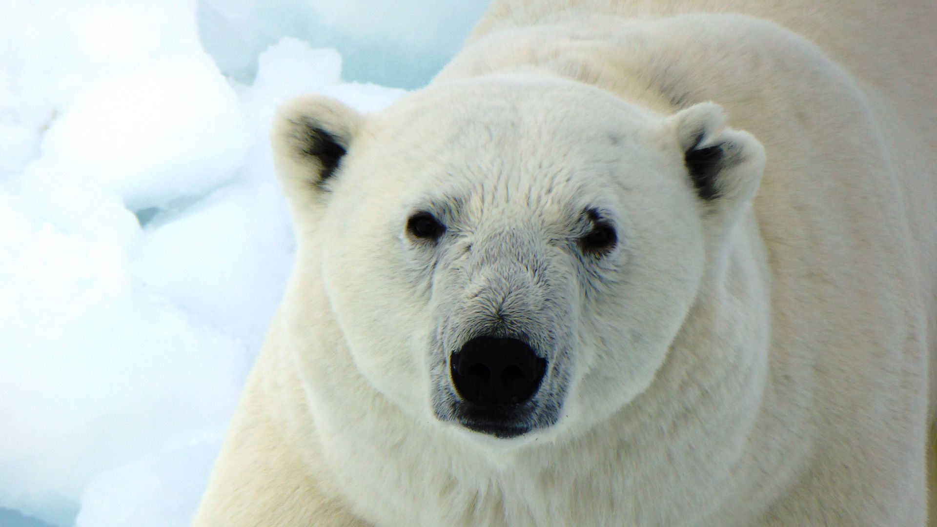 Download wallpaper 1920x1080 polar bear, white bear, predator full hd ...