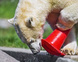 Preview wallpaper polar bear, wild animal, cone