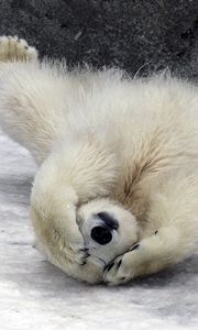 Preview wallpaper polar bear, wool, fur, down, snow