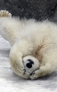 Preview wallpaper polar bear, wool, fur, down, snow
