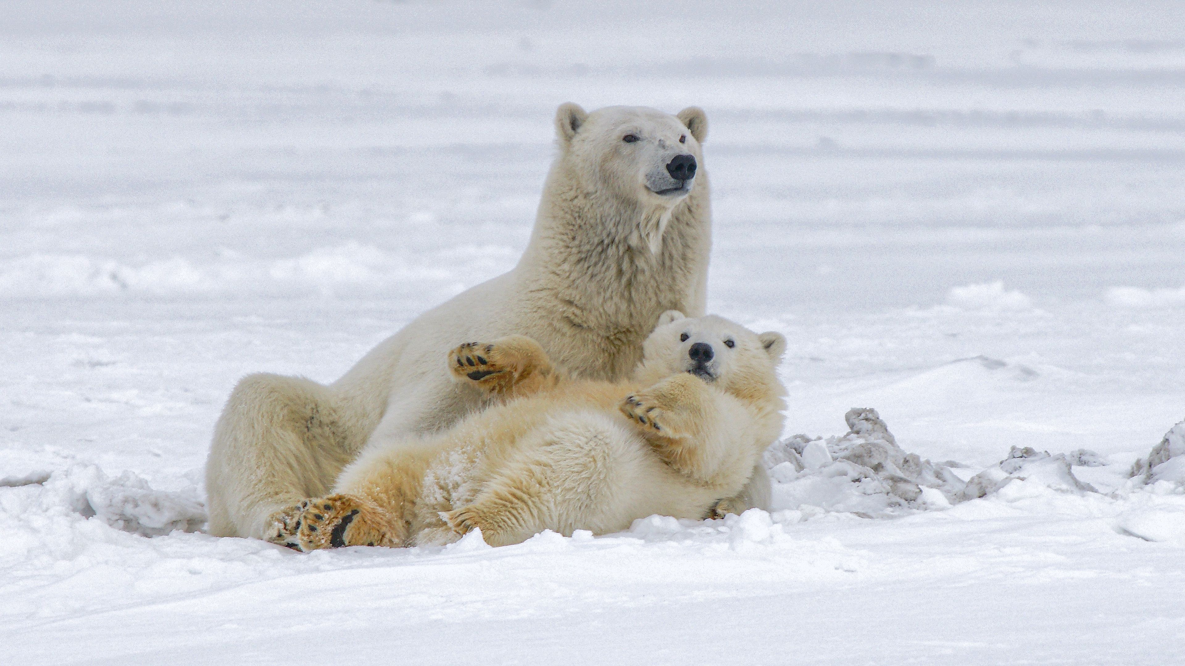 Download Wallpaper 3840x2160 Polar Bears, Bears, Animals, White, Snow 