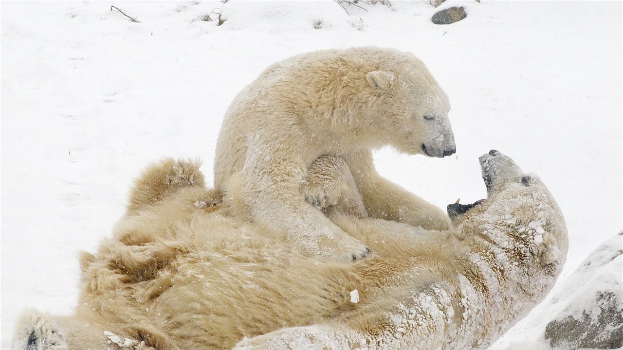 Wallpaper polar bears, bears, snow, winter, games