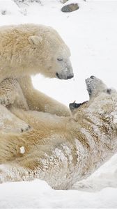 Preview wallpaper polar bears, bears, snow, winter, games