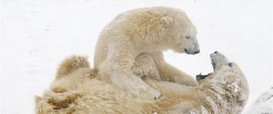Preview wallpaper polar bears, bears, snow, winter, games