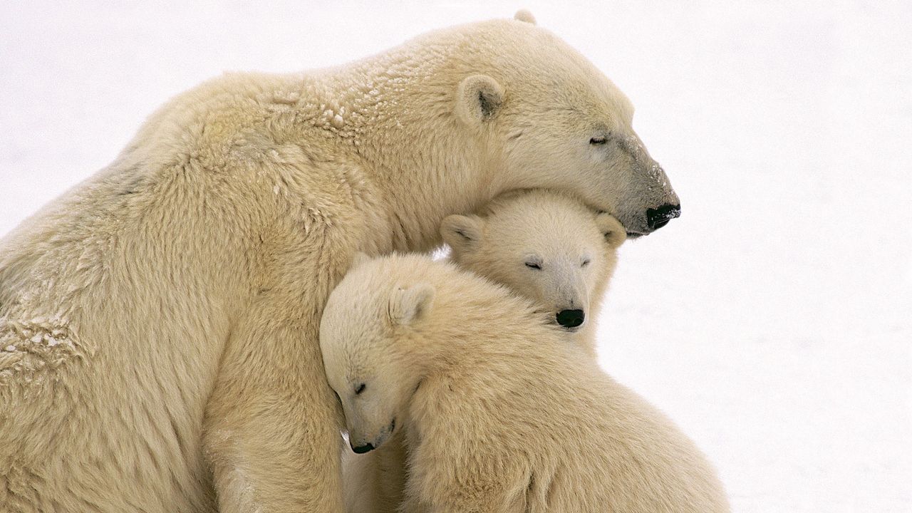 Wallpaper polar bears, care, family, babies