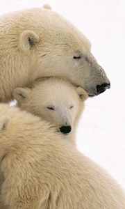 Preview wallpaper polar bears, care, family, babies