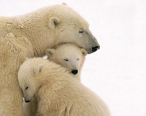 Preview wallpaper polar bears, care, family, babies