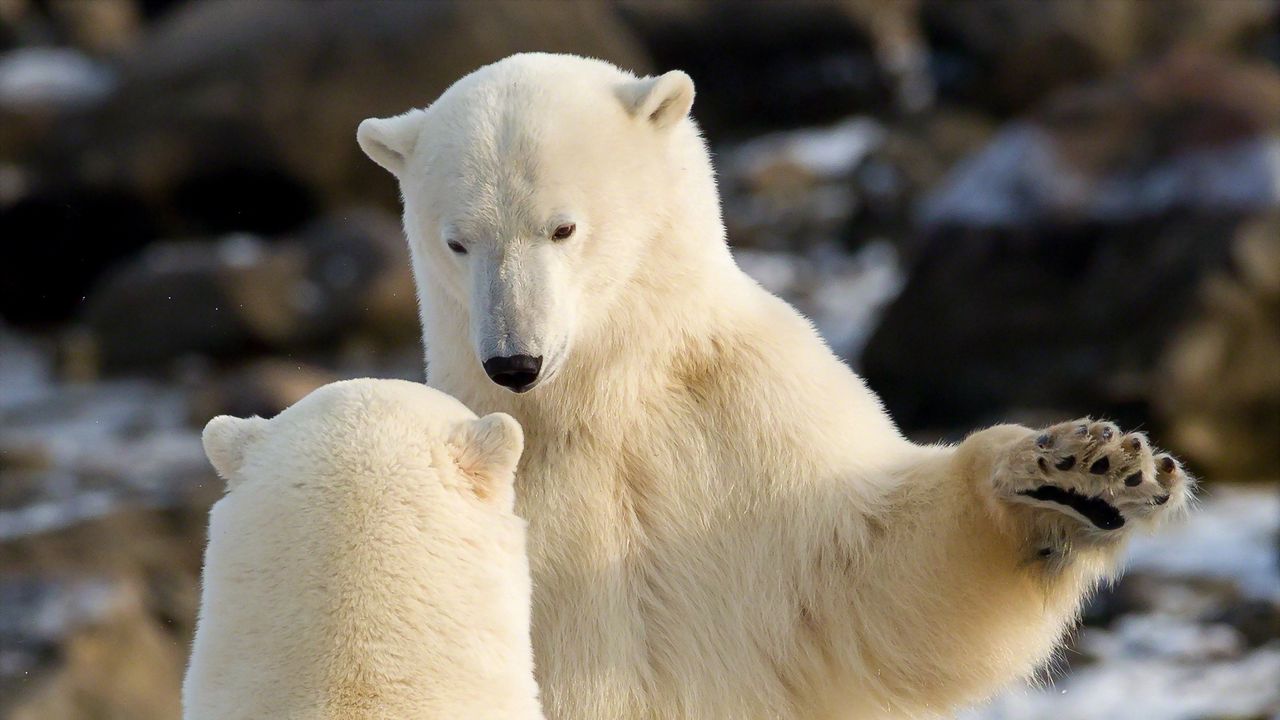 Wallpaper polar bears, communication, animals