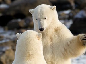 Preview wallpaper polar bears, communication, animals