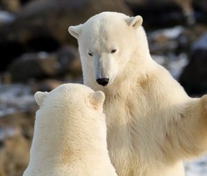 Preview wallpaper polar bears, communication, animals