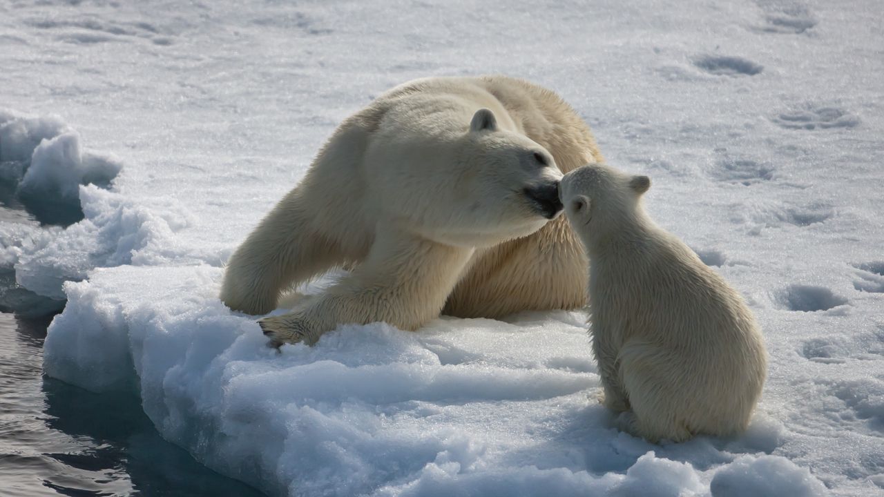 Wallpaper polar bears, couple, baby, winter, snow, moisture