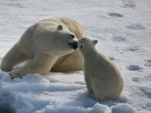 Preview wallpaper polar bears, couple, baby, winter, snow, moisture