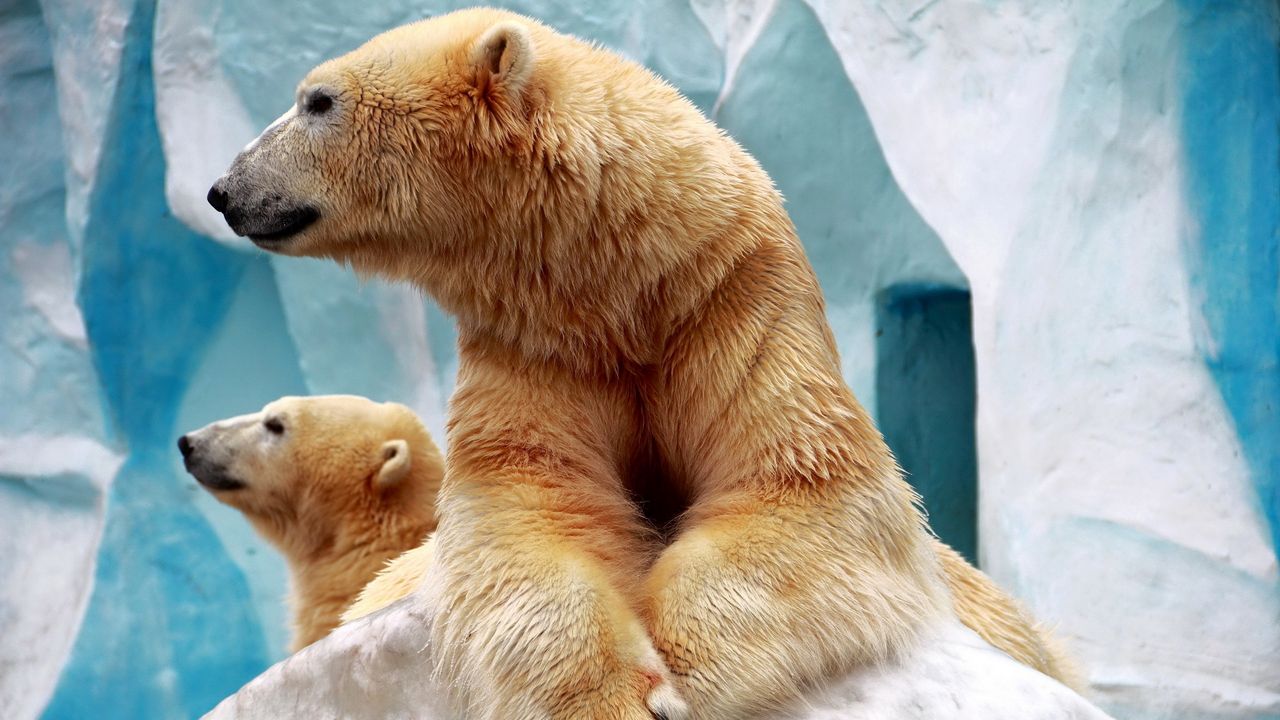 Wallpaper polar bears, couple, ice