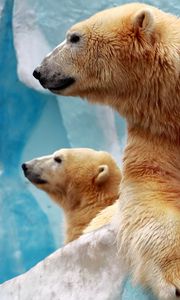 Preview wallpaper polar bears, couple, ice