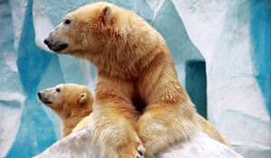 Preview wallpaper polar bears, couple, ice