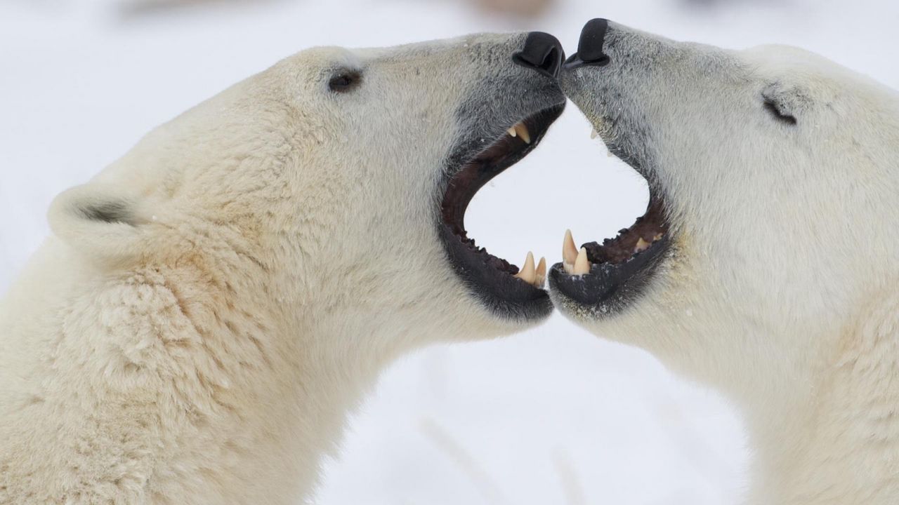 Wallpaper polar bears, couple, jaw