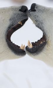 Preview wallpaper polar bears, couple, jaw