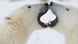 Preview wallpaper polar bears, couple, jaw