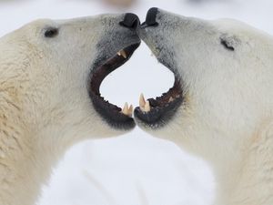 Preview wallpaper polar bears, couple, jaw
