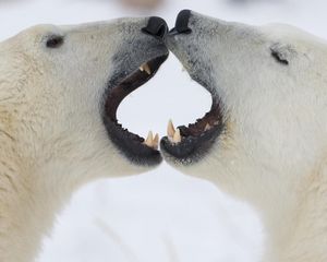 Preview wallpaper polar bears, couple, jaw