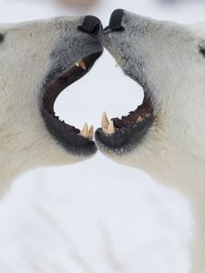 Preview wallpaper polar bears, couple, playful, anger