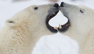 Preview wallpaper polar bears, couple, playful, anger