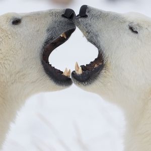 Preview wallpaper polar bears, couple, playful, anger