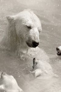 Preview wallpaper polar bears, cubs, caring, swimming, water