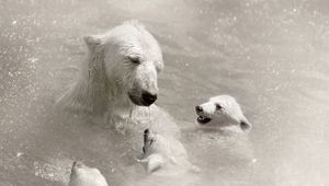 Preview wallpaper polar bears, cubs, caring, swimming, water