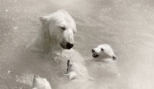 Preview wallpaper polar bears, cubs, caring, swimming, water