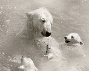 Preview wallpaper polar bears, cubs, caring, swimming, water