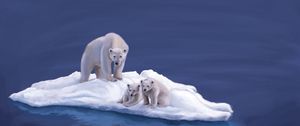 Preview wallpaper polar bears, drawing, island