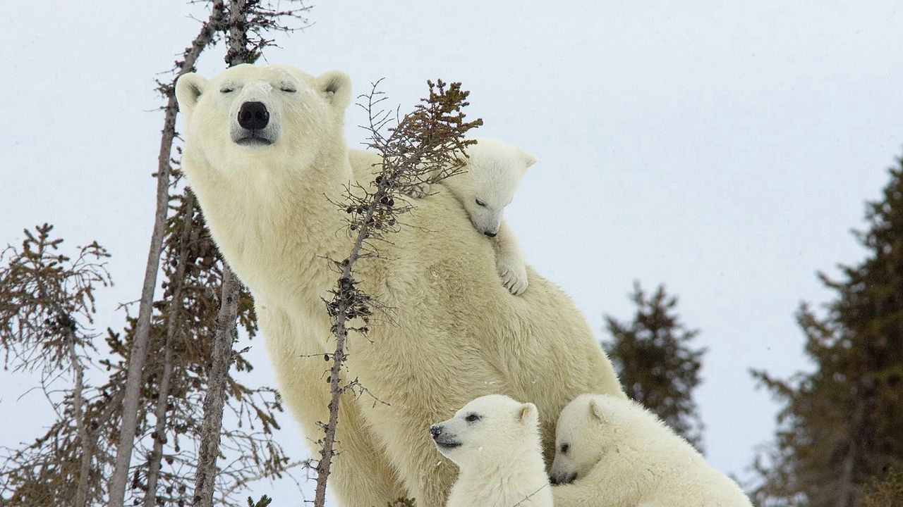 Wallpaper polar bears, family, babies, snow