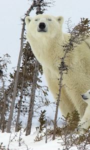 Preview wallpaper polar bears, family, babies, snow