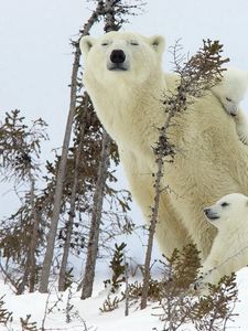 Preview wallpaper polar bears, family, babies, snow