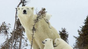 Preview wallpaper polar bears, family, babies, snow