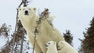 Preview wallpaper polar bears, family, babies, snow