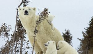 Preview wallpaper polar bears, family, babies, snow