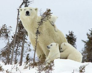 Preview wallpaper polar bears, family, babies, snow