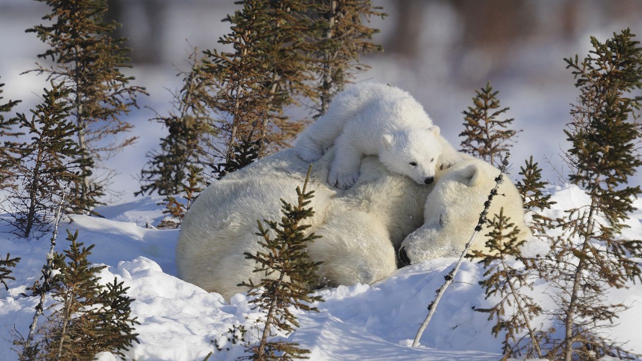 Wallpaper polar bears, family, branches, snow